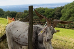 Tierische Begegnung auf unserer Bierwanderung in Franken