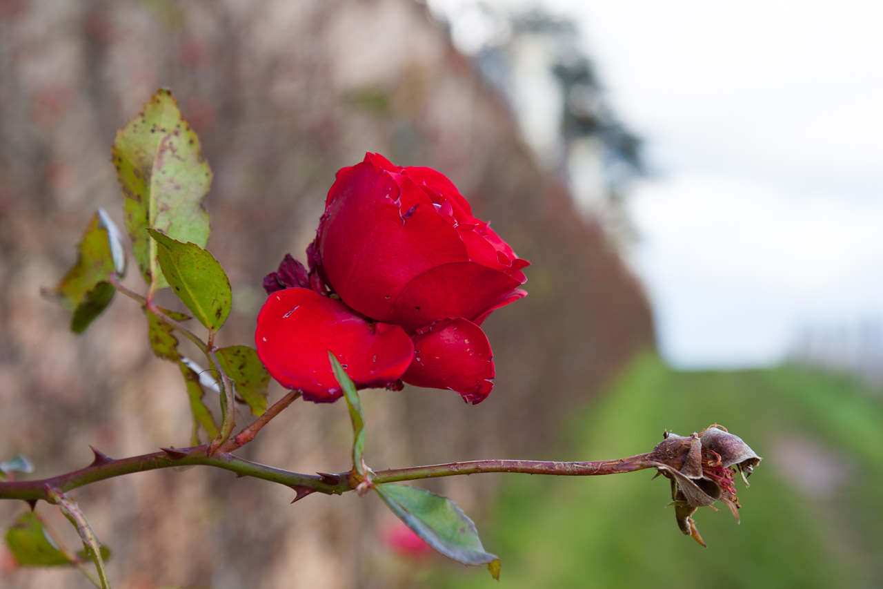 Rote Rose Rheingau
