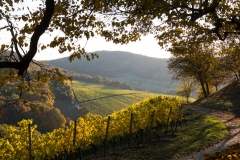 Herbst im Weinberg Castell Unterfranken