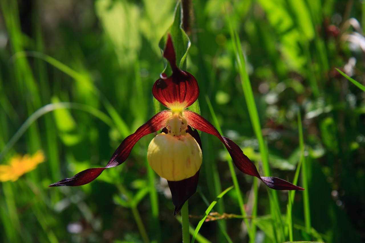 Frauenschuh Orchidee